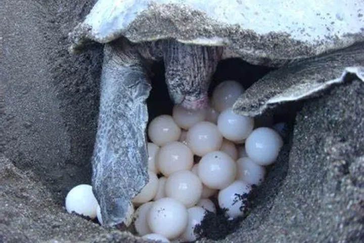 d6b2ef_127d4d66f81447eeb4a8dbe5bef280a1~mv2